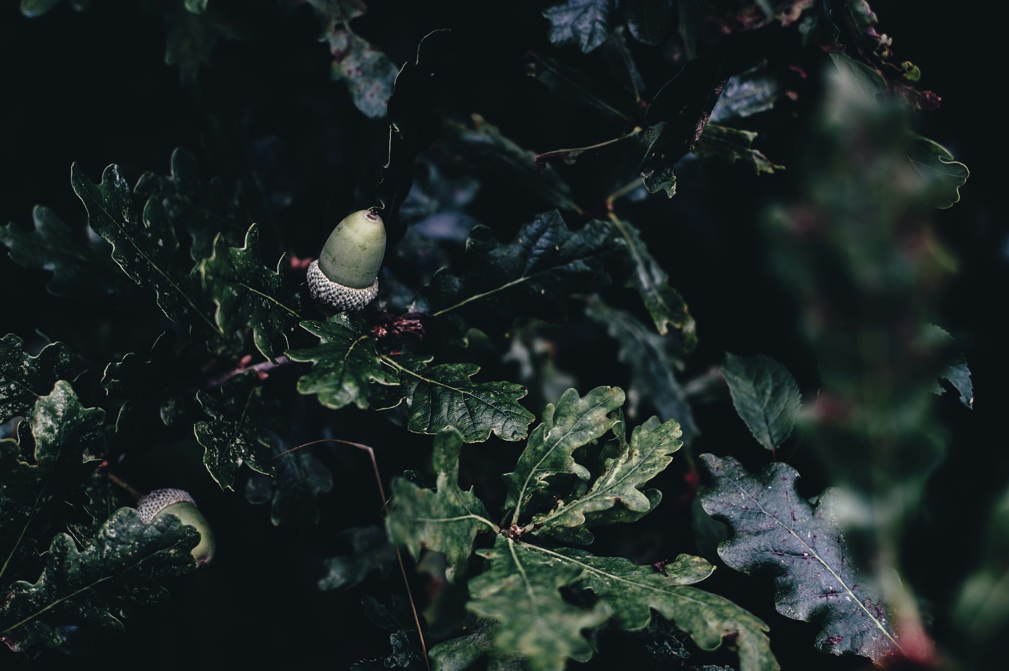 A green acorn against dark green dense foliage, Photo by Annie Spratt on Unsplash