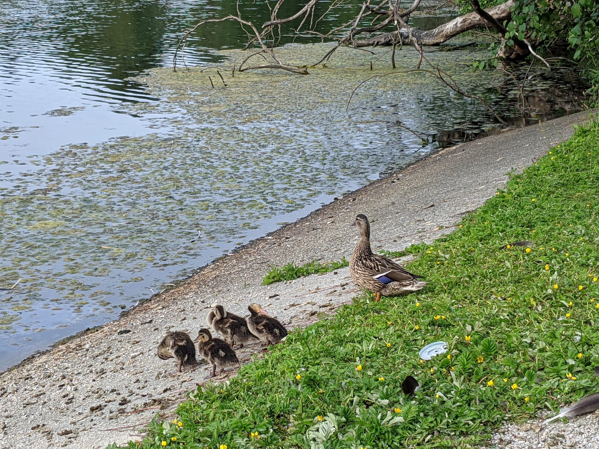 Five baby ducks huddle next to mama duck standing tall by a mossy lagoon on the gravely grassy shore