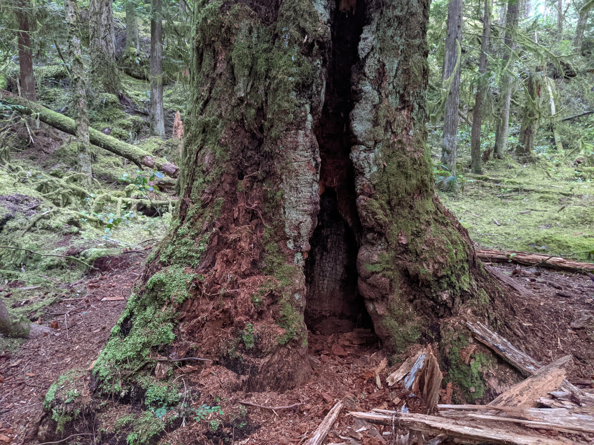 mossy base of tree trunk splitting open into a hollow cave in a rainforest, photo by Kadir