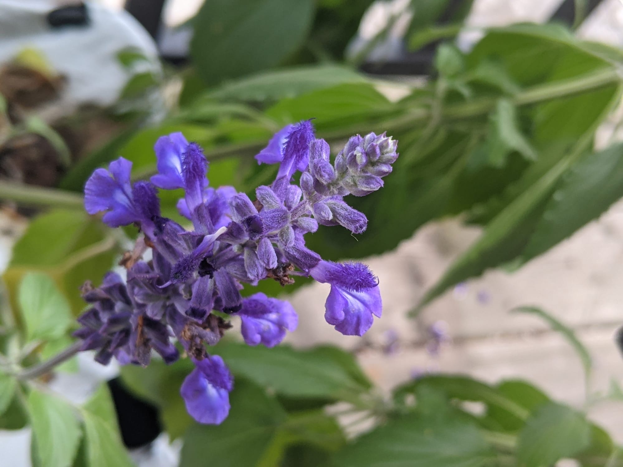 Salvia mystic spires violet flower stack, green leafy stems blurred in the backdrop. Pollinator flowers await the bees, in all their violet glory. All they have to do is be.