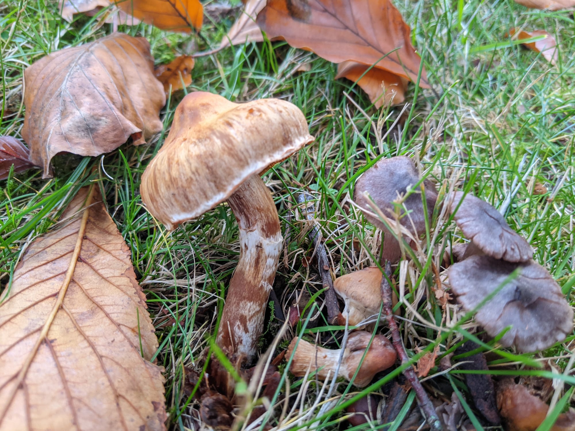 Cluster of two different mushrooms sprouting from wet soil in a backdrop of fallen leaves and green grass
