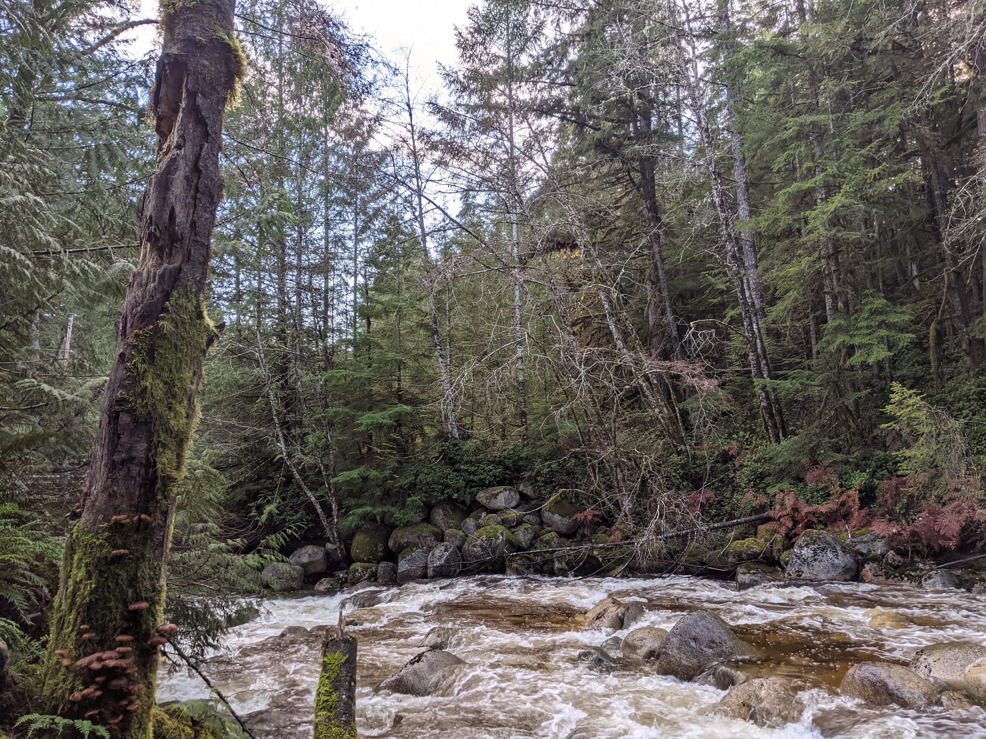 A creek on Coast Salish land gushes through rocks in a valley surrounded by tall mossy evergreens, the sky shows through blue and white