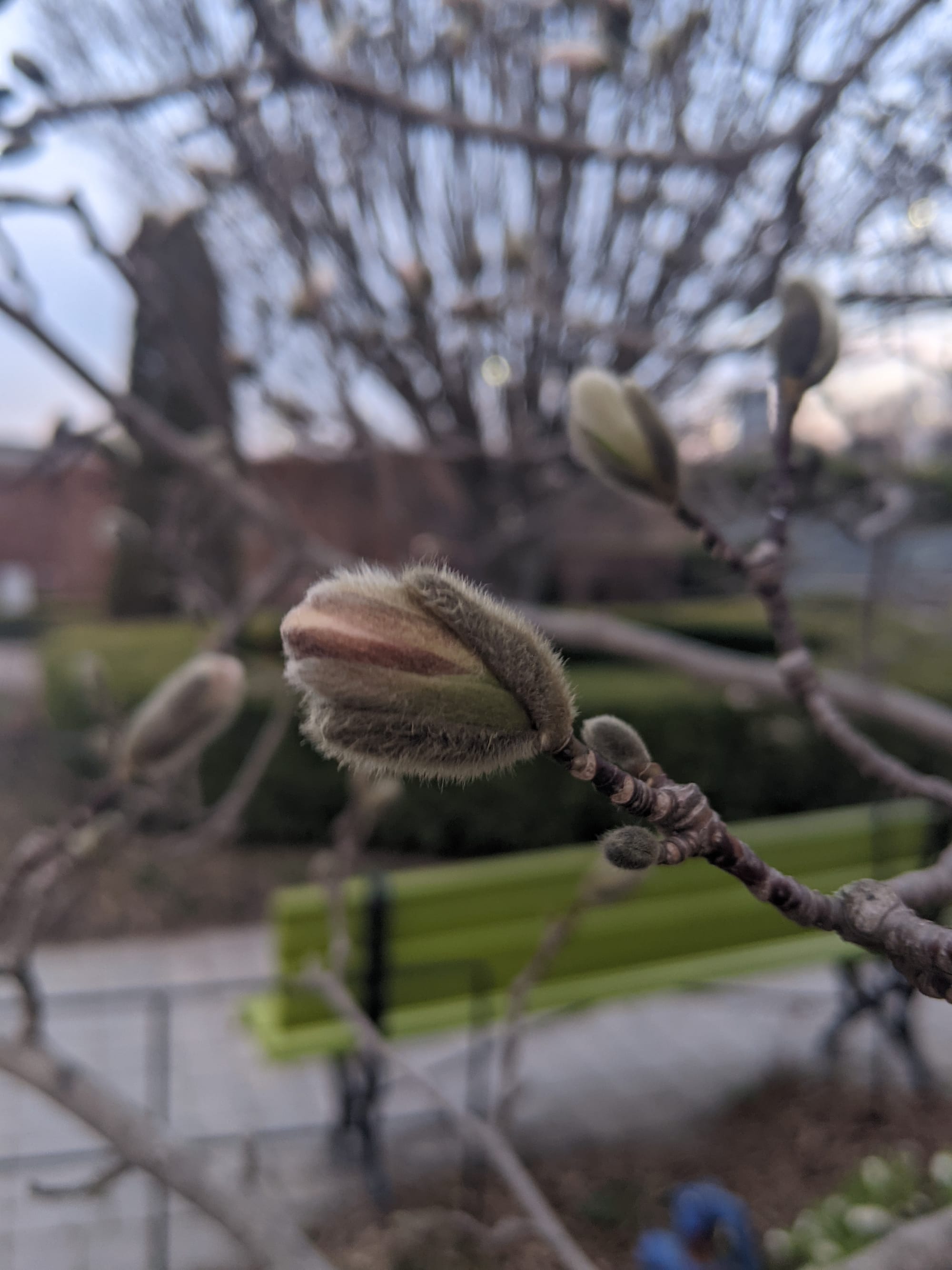 Close of a tender green Magnolia buds just beginning to open in early Spring