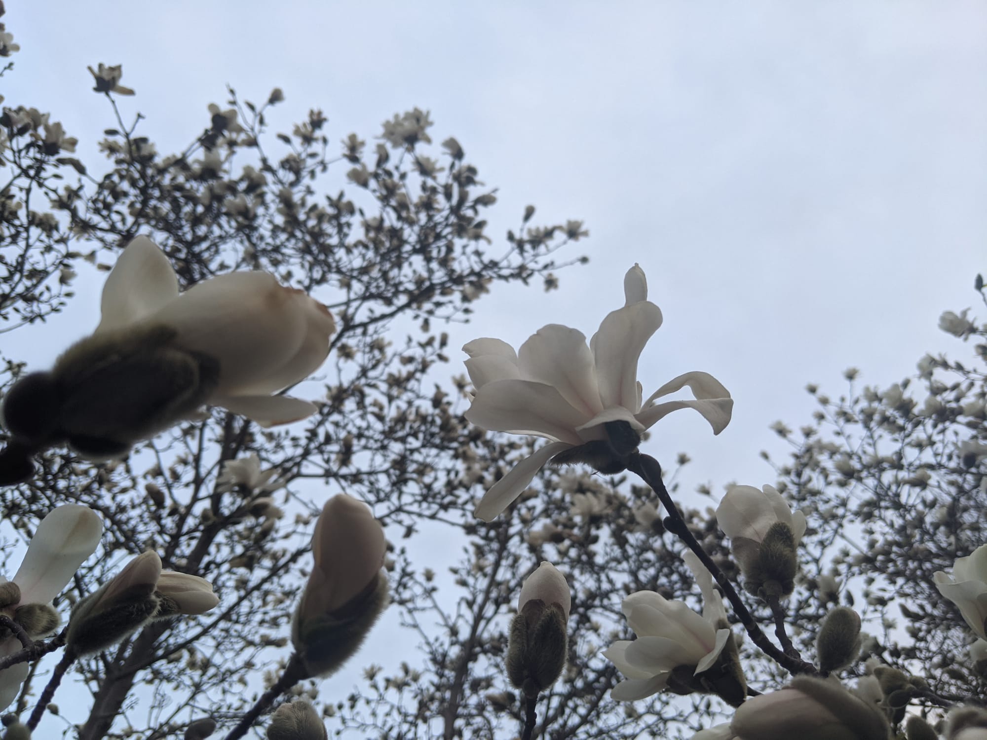 Branches of a Magnolia tree in full bloom set against a clear blue grey sky background