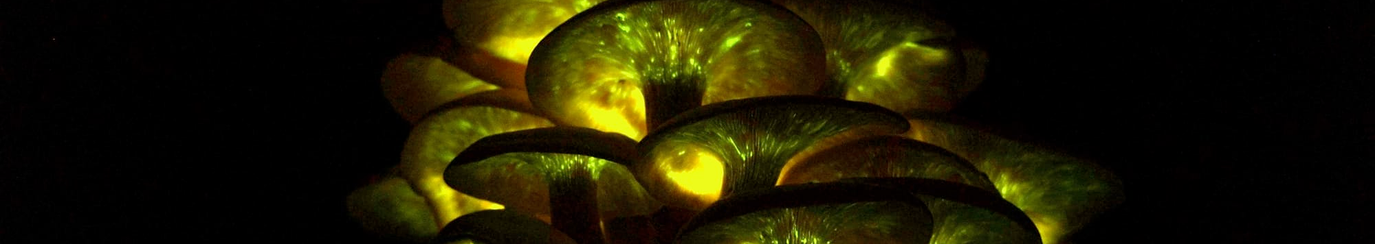 Bioluminescent Jack o'Lantern Mushrooms glow neon green in the dark: By Tylerbrunnermyco - Own work, CC BY-SA 4.0