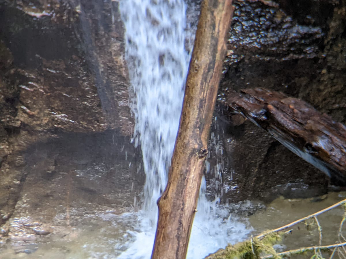 A thin wood branch cuts the photo into two like a backward slash. In the background a waterfall pours down the hill pooling on the forest floor.