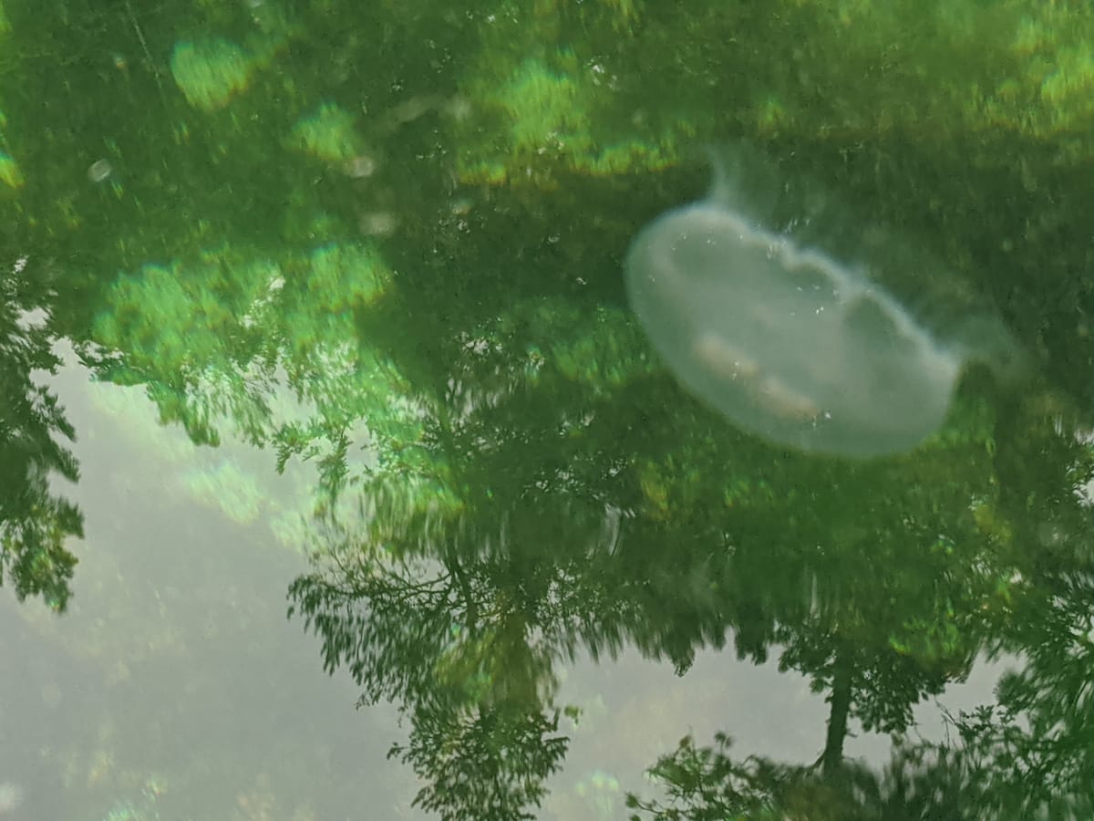 large white translucent moon jellyfish visible in transparent light gray water against green tree foliage reflections