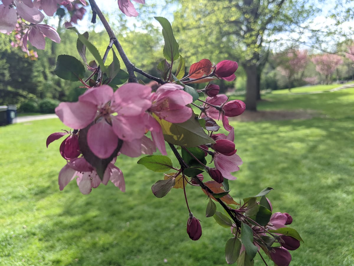 close up of pink southern crabapple blossom stack, extendingdown and across the image, green grass and trees in the backdrop