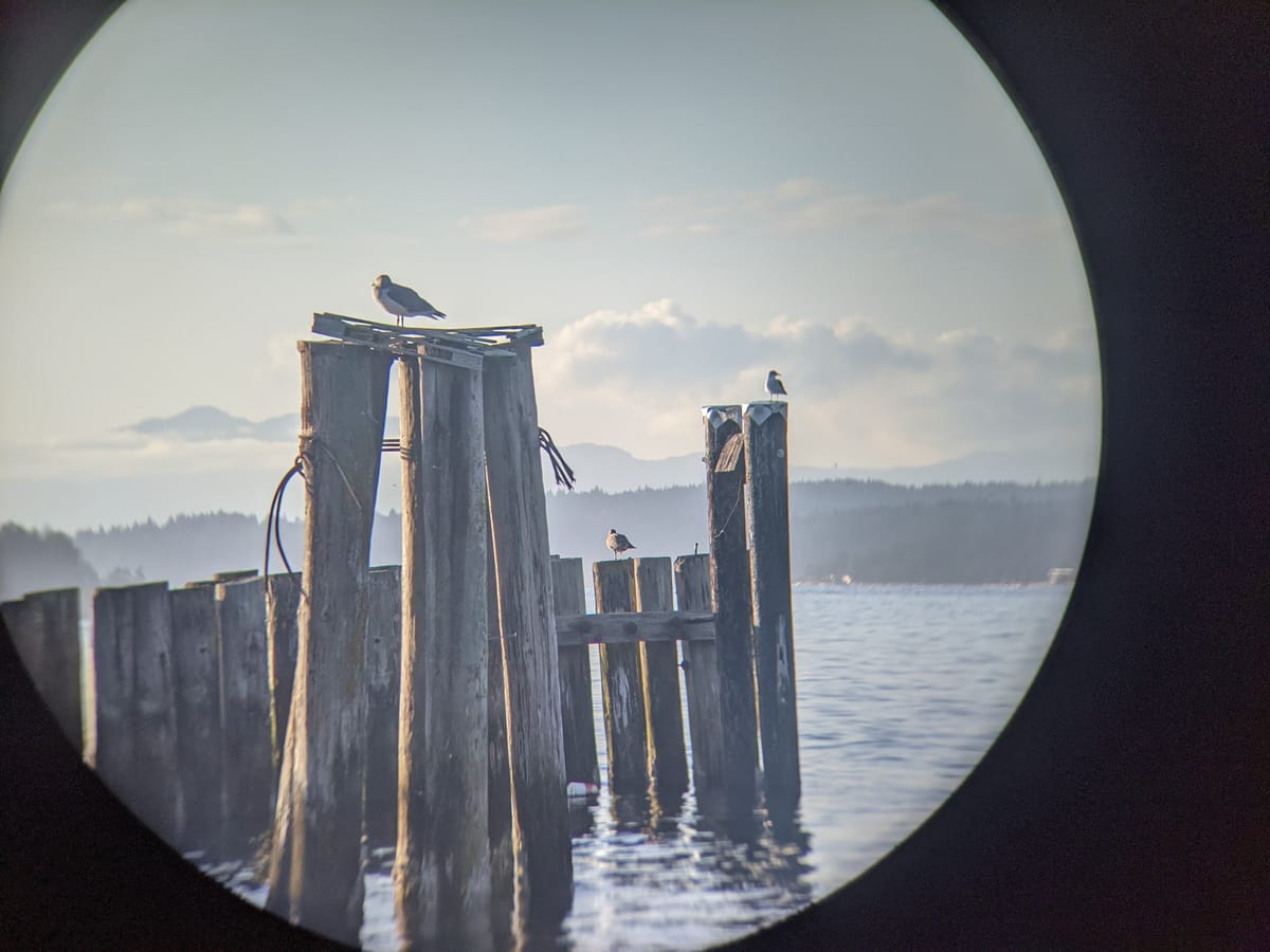 Seagulls stare into the mountains on structures made from wooden poles on Coast Salish waters, photo by Kadir