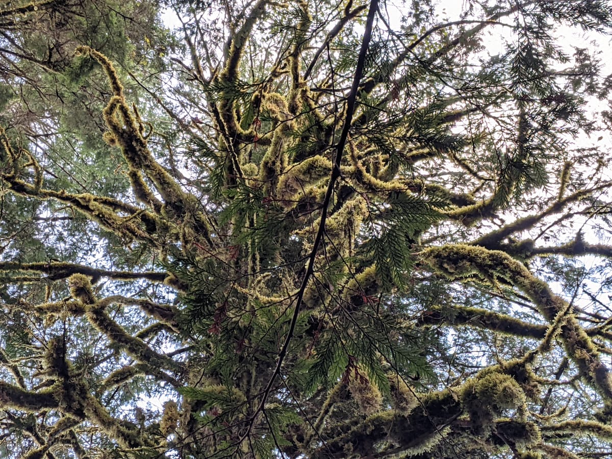 Moss covered tree branches spiral outward lush against a blue and white sky in a rainforest. 