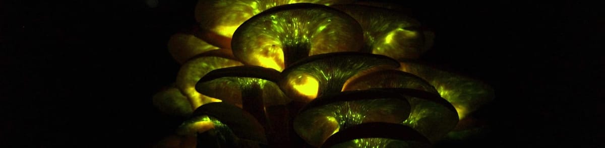 Bioluminescent Jack o'Lantern Mushrooms: By Tylerbrunnermyco - Own work, CC BY-SA 4.0