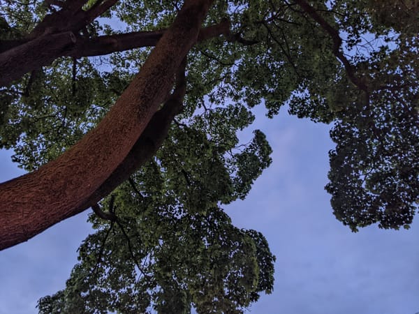 Upside down view of dense, tall norway maple tree against a cloudy blue-grey twilight sky
