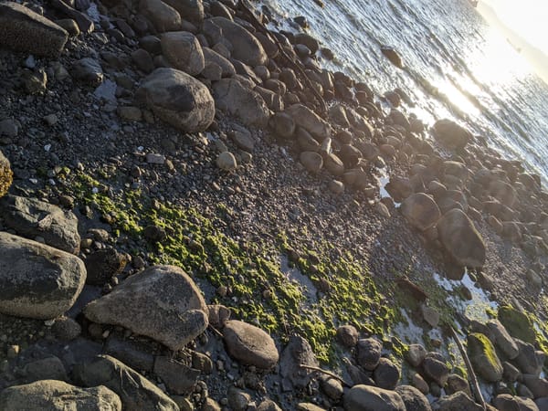 Setting sun gleams against rocky and mossy shoreline of Pacific Ocean, Coast Salish land. Photo by Kadir.