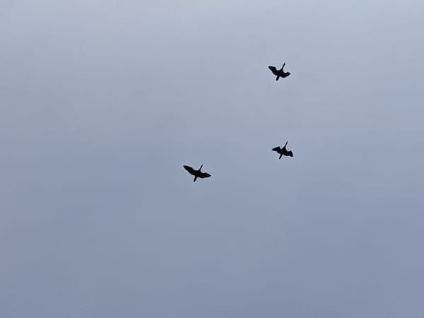 Three great blue herons flying against a cloudy gray sky background, photo by Kadir