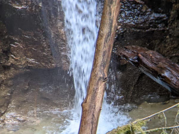 A thin wood branch cuts the photo into two like a backward slash. In the background a waterfall pours down the hill pooling on the forest floor.
