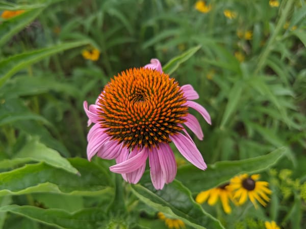  purple coneflower in focus in a blurry backdrop of green leafy wildflower patch and yellow daises.