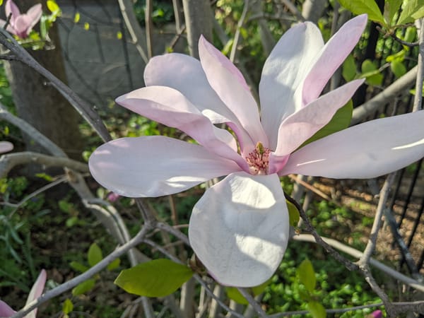Closeup shot of a white and pink petalled Magnolia flower in bloom