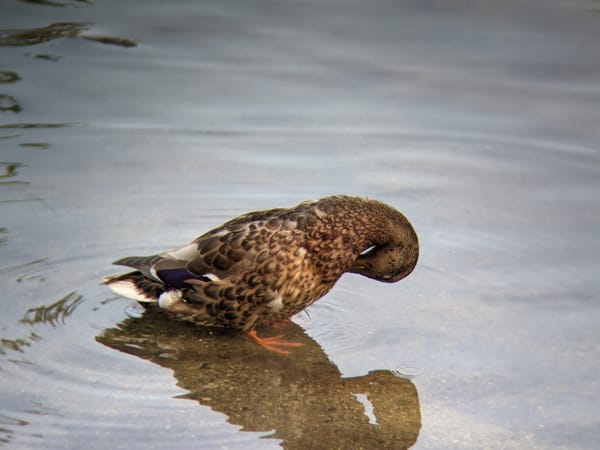 Blue winged teal folds it's head toward it's body, it's reflection clearly visible in gently rippling out pond water
