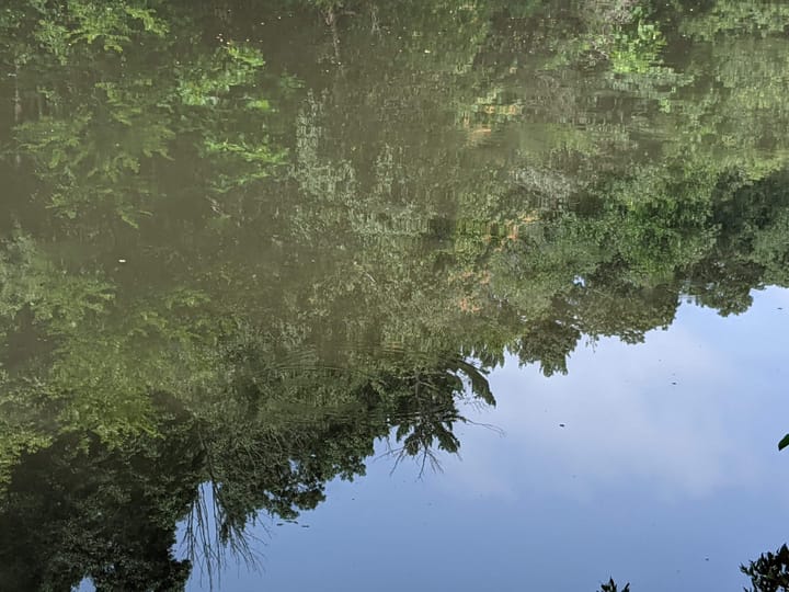 Dense green trees viewed upside down through reflection in Grenadier pond, high park, tkaronto