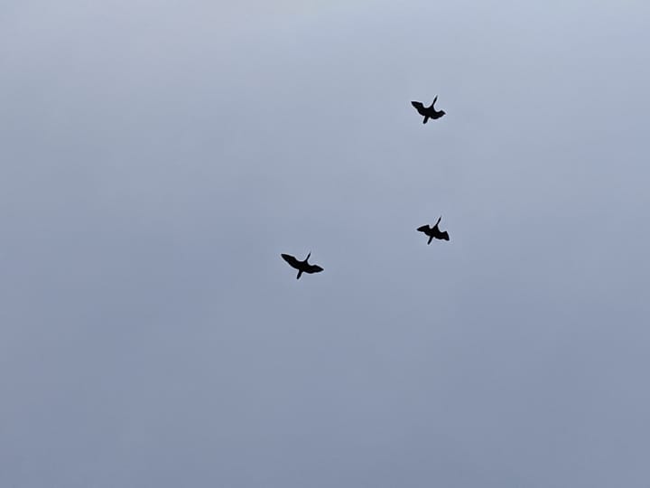 Three great blue herons flying against a cloudy gray sky background, photo by Kadir