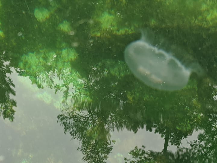 large white translucent moon jellyfish visible in transparent light gray water against green tree foliage reflections
